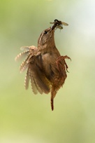 Wren
