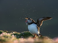 Puffin