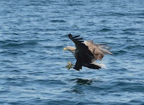 White tailed eagle
