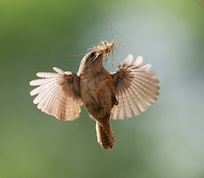 Wren 