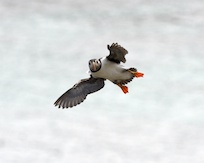 Puffin