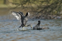 Coots fighting