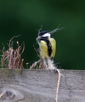 Great tit