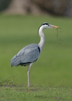 Heron nesting