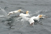 Gannets
