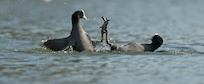 Coots fighting