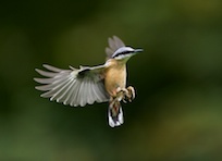 Nuthatch