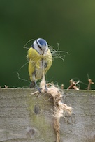 Blue tit teasing out nesting material 