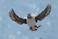Puffin