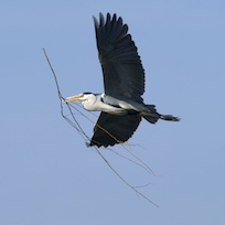 Heron nesting