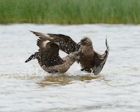 Skua squabble