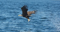 White tailed eagle