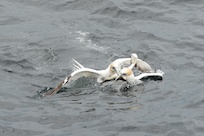 Gannets