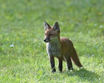 Fox standing