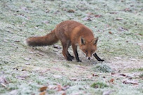 Fox sniffing