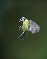 Blue tit