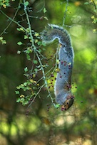 Grey Squirrel
