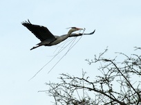 Heron nesting