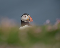 Puffin