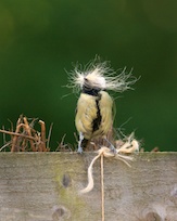 Great tit with nesting material 