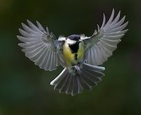 Great tit
