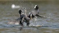 Coots fighting
